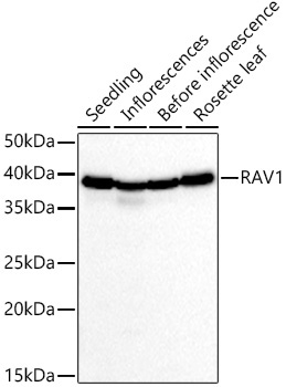 RAV1 Rabbit Polyclonal Antibody