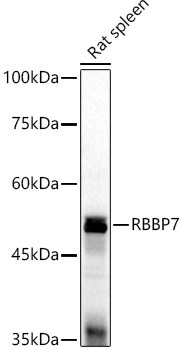 RbAp46/RBBP7 Rabbit Polyclonal Antibody - Image 2