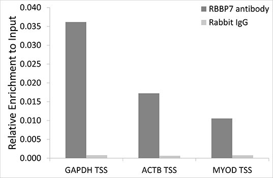 RbAp46/RBBP7 Rabbit Polyclonal Antibody - Image 4