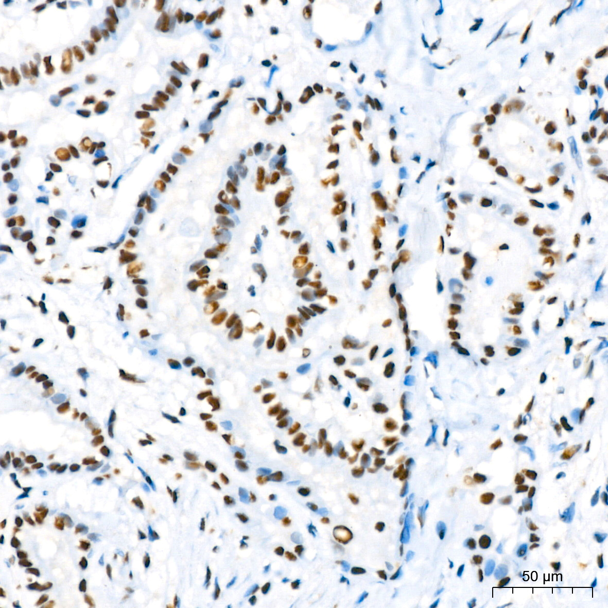 RBBP4 Rabbit Monoclonal Antibody - Image 2