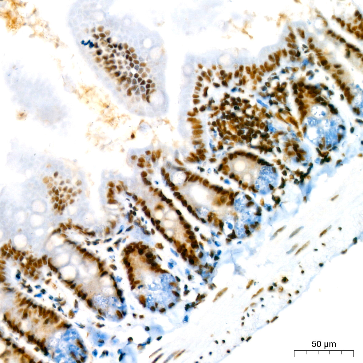 RBBP4 Rabbit Monoclonal Antibody - Image 4