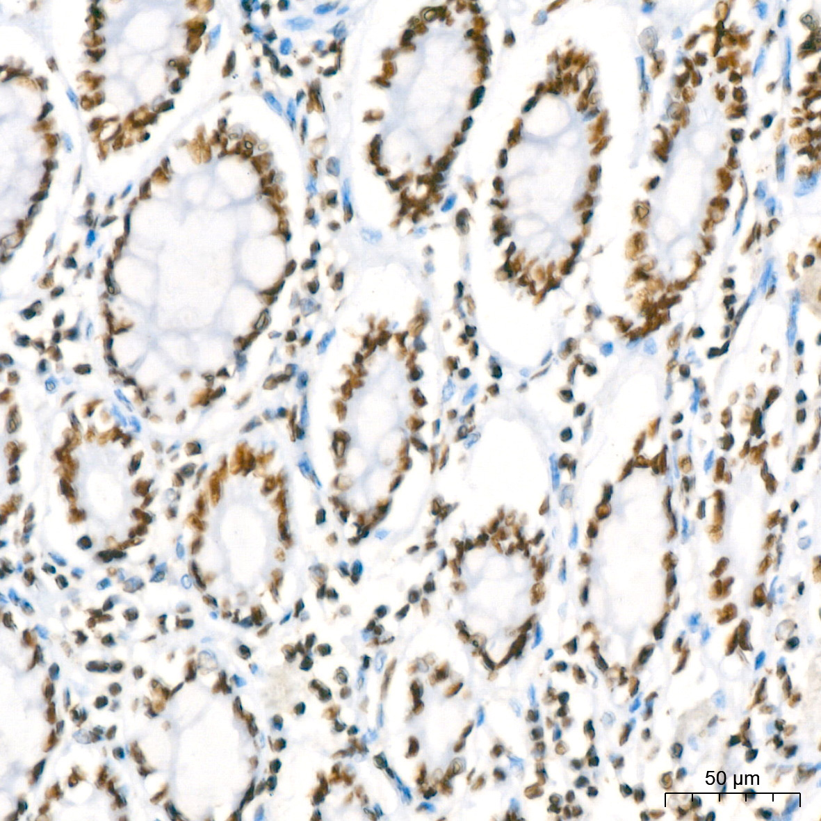 RBBP4 Rabbit Monoclonal Antibody - Image 5