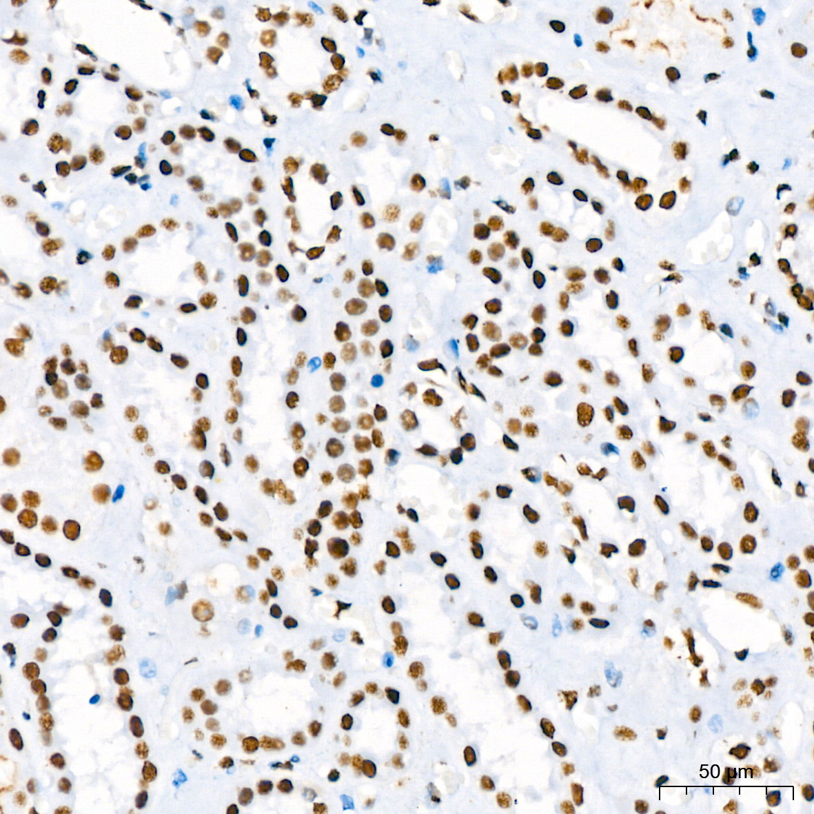 RBBP4 Rabbit Monoclonal Antibody - Image 7