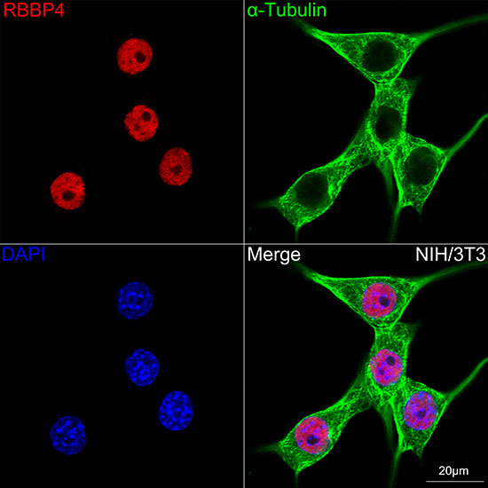 RBBP4 Rabbit Monoclonal Antibody - Image 8