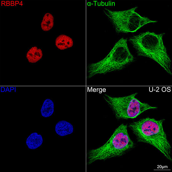 RBBP4 Rabbit Monoclonal Antibody - Image 9