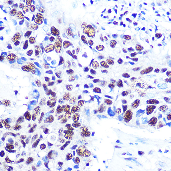RBBP4 Rabbit Monoclonal Antibody - Image 11