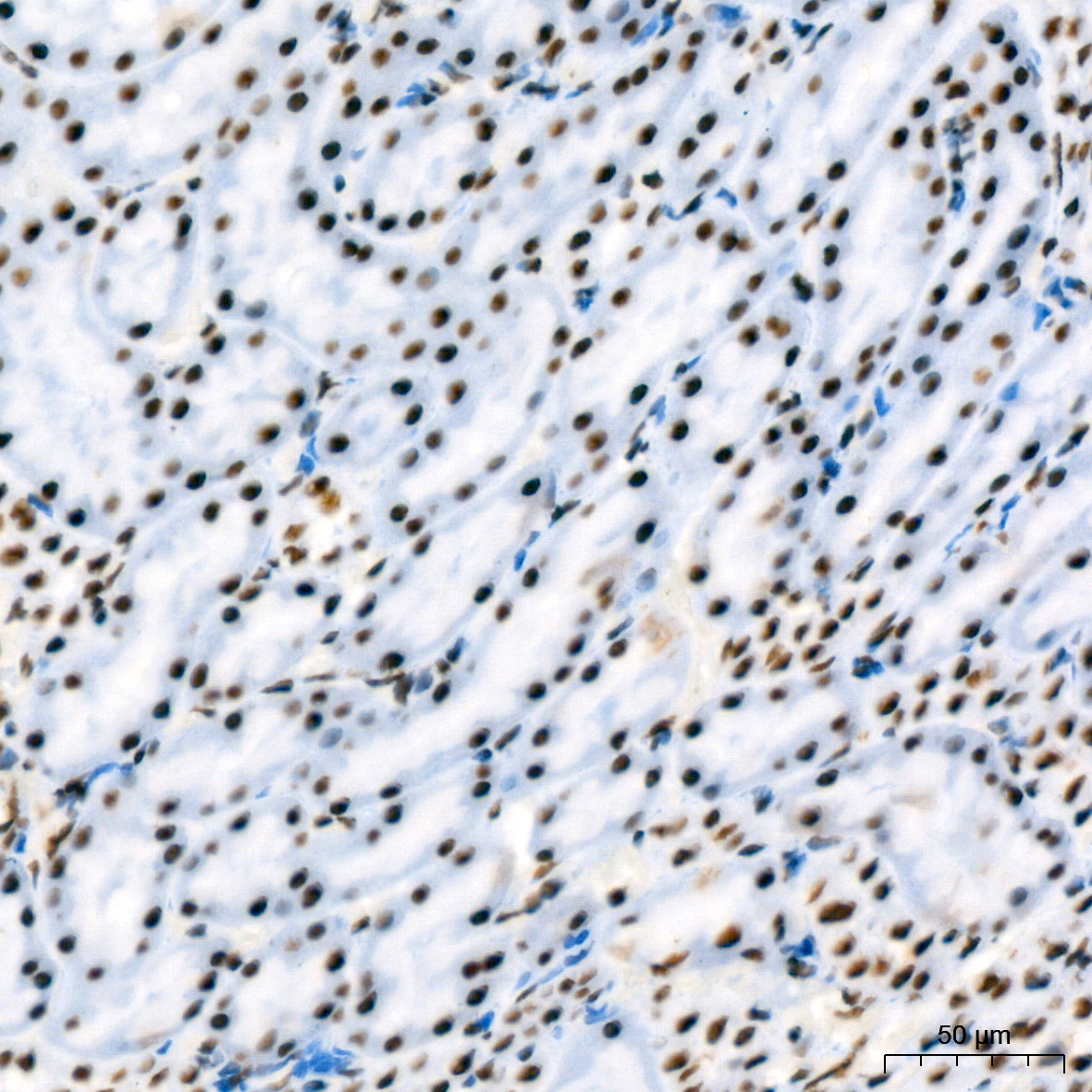 RBBP4 Rabbit Monoclonal Antibody - Image 13