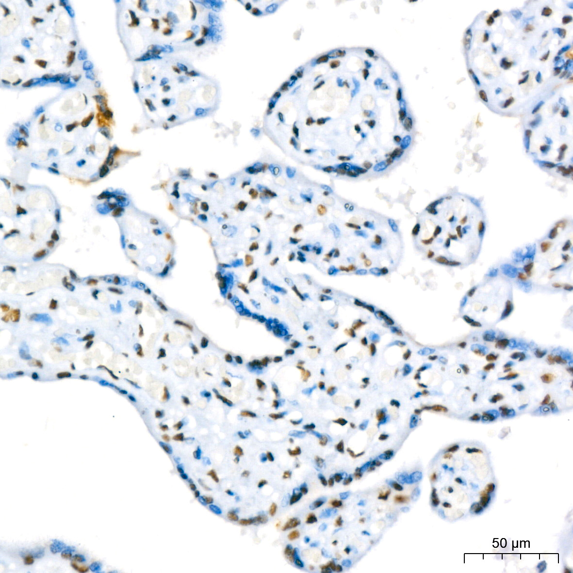 RBBP4 Rabbit Monoclonal Antibody - Image 14