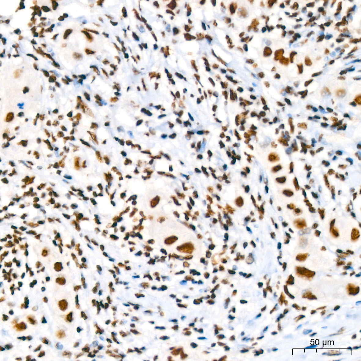 RBBP4 Rabbit Monoclonal Antibody - Image 17