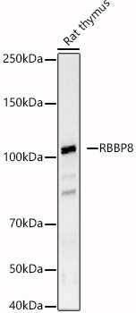 RBBP8 Rabbit Polyclonal Antibody