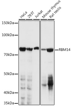 RBM14 Rabbit Polyclonal Antibody