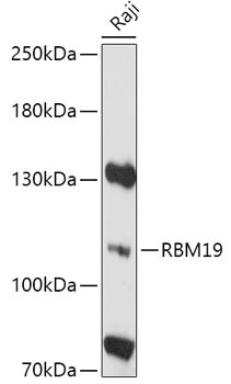 RBM19 Rabbit Polyclonal Antibody