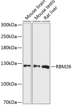 RBM26 Rabbit Polyclonal Antibody