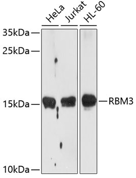 RBM3 Rabbit Polyclonal Antibody