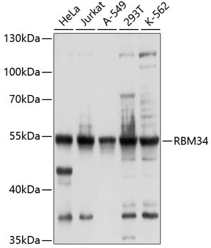 RBM34 Rabbit Polyclonal Antibody