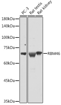 RBM46 Rabbit Polyclonal Antibody