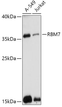 RBM7 Rabbit Polyclonal Antibody
