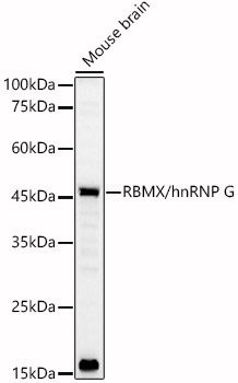 RBMX/hnRNP G Rabbit Polyclonal Antibody