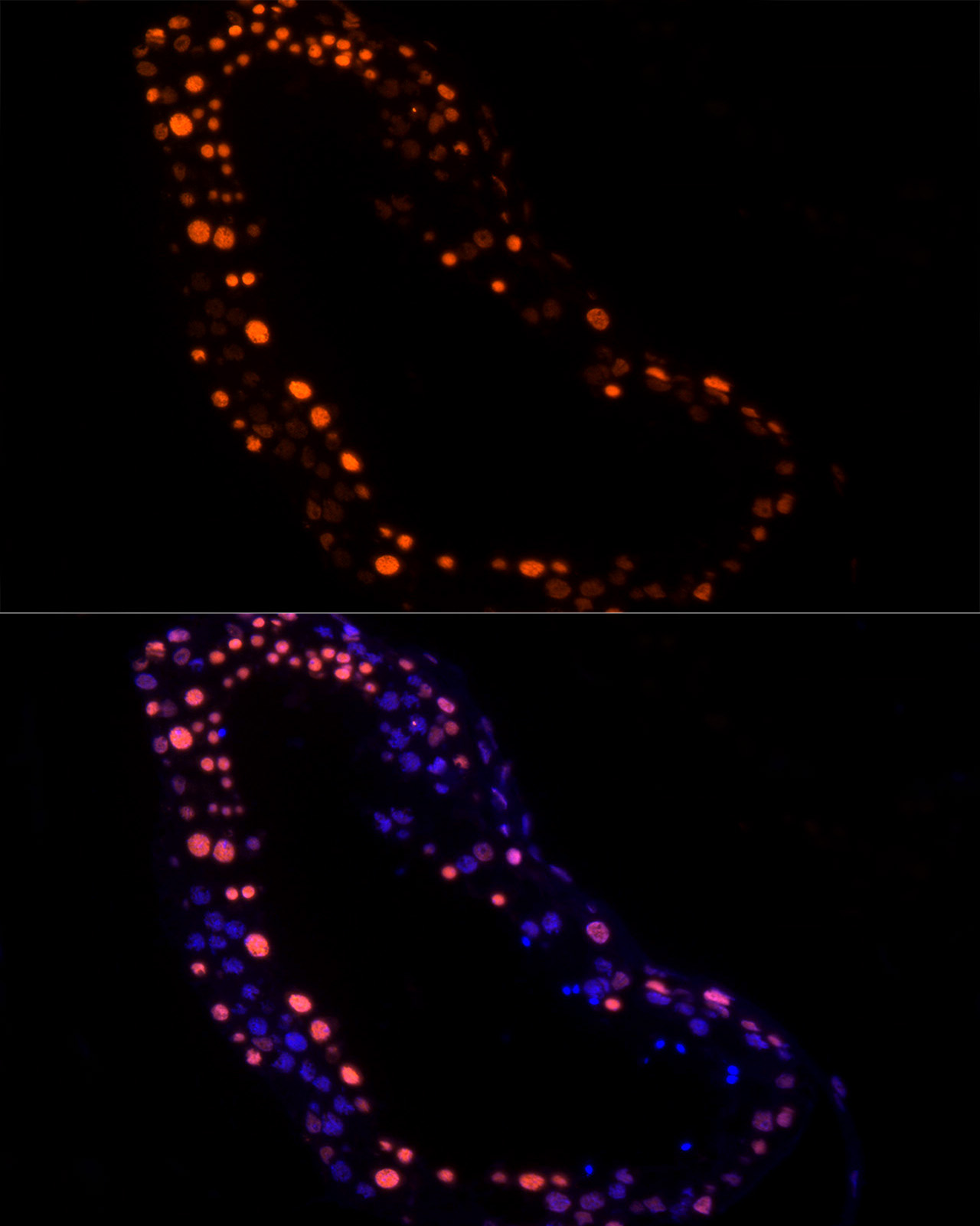 RBMXL2 Rabbit Monoclonal Antibody