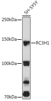 RC3H1 Rabbit Polyclonal Antibody