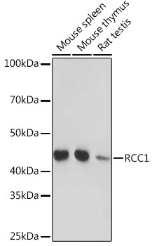 RCC1 Rabbit Monoclonal Antibody - Image 2
