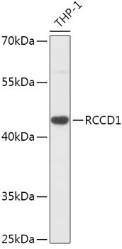 RCCD1 Rabbit Polyclonal Antibody