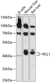 RCL1 Rabbit Polyclonal Antibody