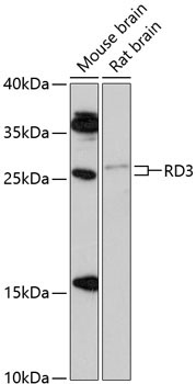 RD3 Rabbit Polyclonal Antibody