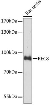 REC8 Rabbit Polyclonal Antibody