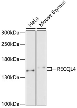 RECQL4 Rabbit Polyclonal Antibody