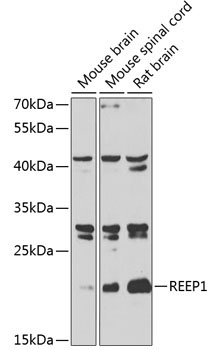REEP1 Rabbit Polyclonal Antibody
