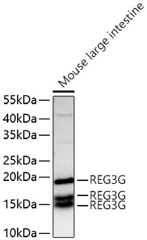 REG3G Rabbit Polyclonal Antibody