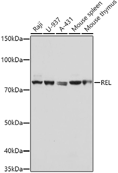 REL Rabbit Polyclonal Antibody