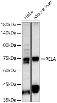 RELA Rabbit Polyclonal Antibody