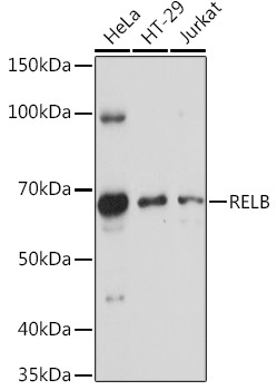 RELB Rabbit Polyclonal Antibody