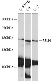 RELN Rabbit Polyclonal Antibody