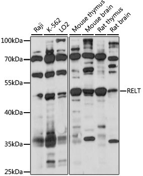 RELT Rabbit Polyclonal Antibody