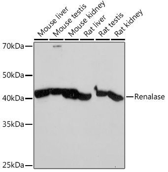 Renalase Rabbit Monoclonal Antibody