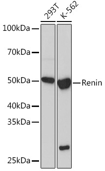 Renin Rabbit Monoclonal Antibody