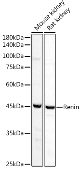 Renin Rabbit Polyclonal Antibody