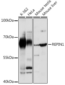 REPIN1 Rabbit Polyclonal Antibody