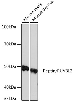 Reptin/RUVBL2 Rabbit Monoclonal Antibody