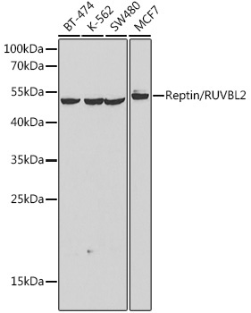 Reptin/RUVBL2 Rabbit Polyclonal Antibody