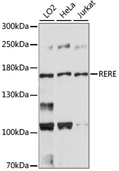 RERE Rabbit Polyclonal Antibody