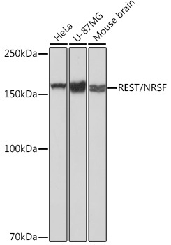 REST/NRSF Rabbit Monoclonal Antibody