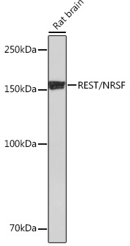 REST/NRSF Rabbit Monoclonal Antibody - Image 2