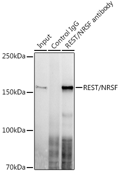 REST/NRSF Rabbit Monoclonal Antibody - Image 3