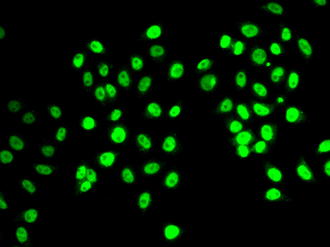 REST/NRSF Rabbit Polyclonal Antibody