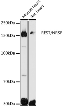 REST/NRSF Rabbit Polyclonal Antibody