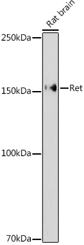 Ret Rabbit Polyclonal Antibody